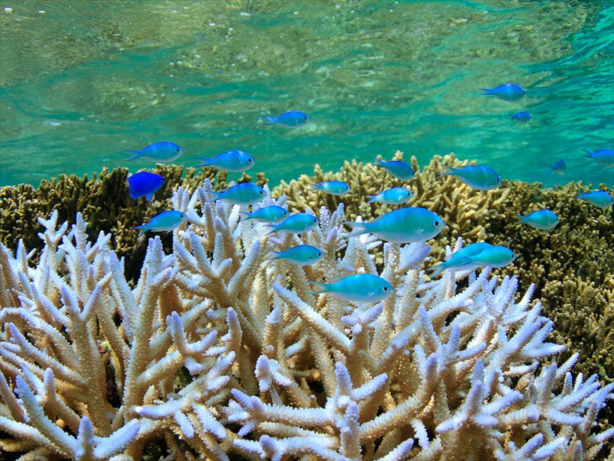 Hotel Seabreeze Coral Miyakojima  Extérieur photo